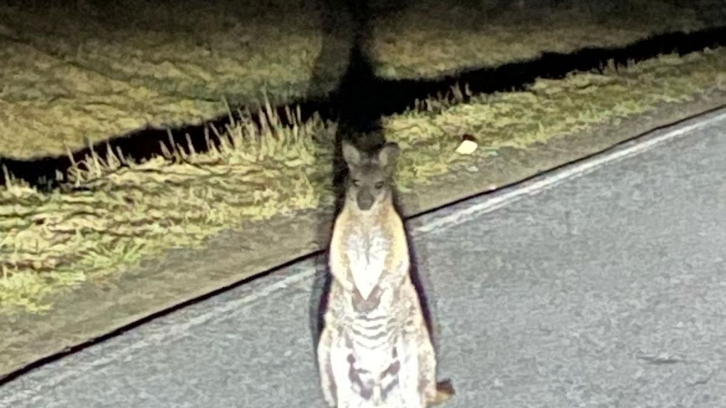 Kurioser Polizeieinsatz: Känguru in Sebnitz gesichtet – Polizei sucht