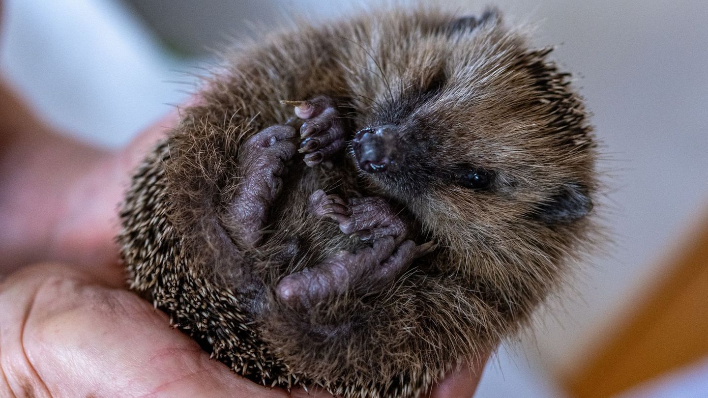 Tierschutz: Igeln helfen: Futter aufstellen und mit Gartenarbeit warten