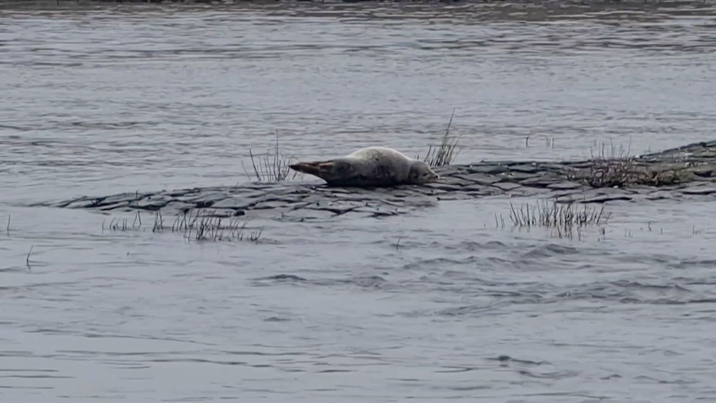 Seehund im Fluss: Nabu: Seehund seit Februar in der Elbe gesichtet