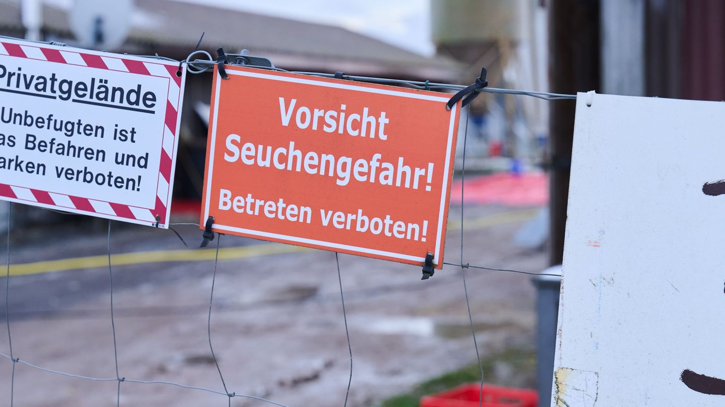 Landwirtschaft: Maul- und Klauenseuche – Bauernverband begrüßt Eindämmung