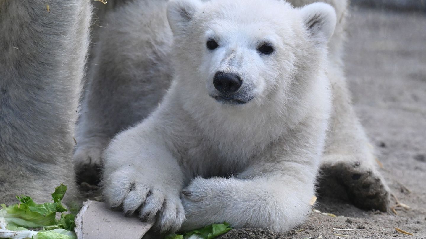 Karlsruher Zoo: Besucher erlaubt – Eisbärchen darf live betrachtet werden