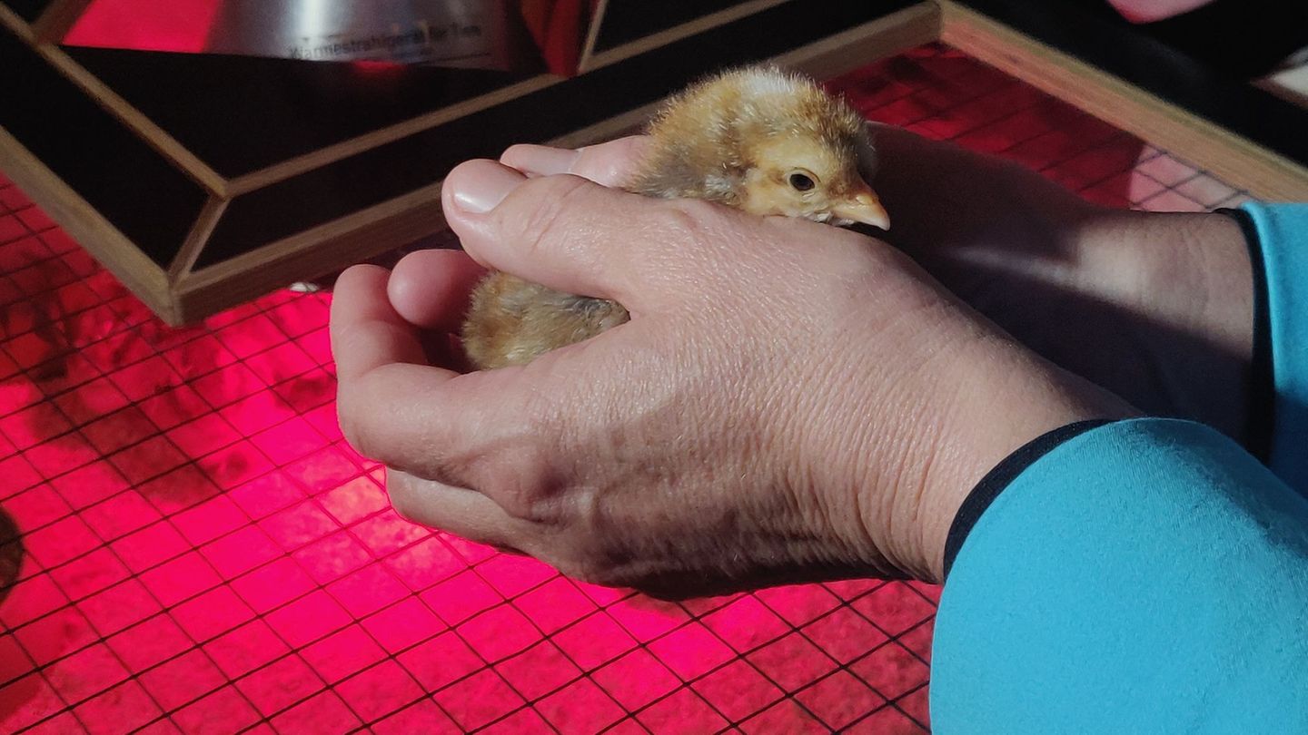 Tierbabys: Flauschig und süß: Kükenschlüpfen im Museum