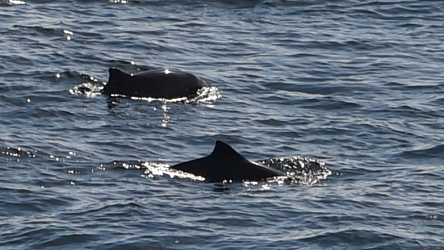 Belastetes Meer: Umweltverbände fordern stärkeren Schutz der Ostsee