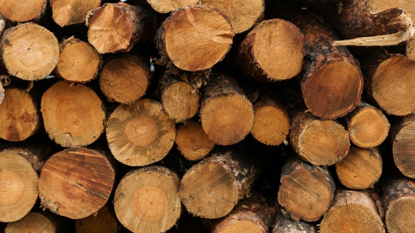 Hunderte Meter Holz aus Wald in Hessen verschwunden: Polizei ermittelt