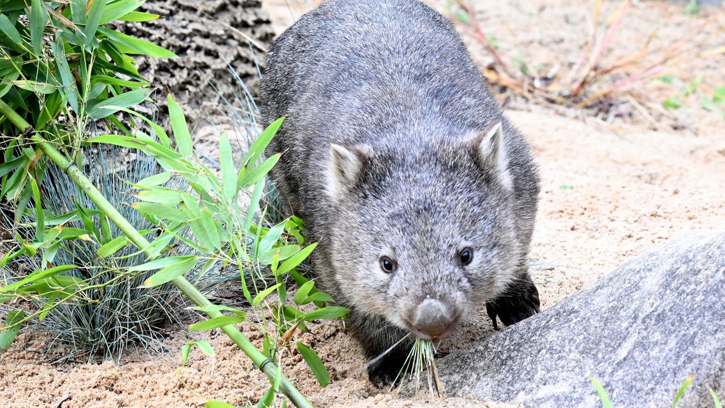 Tierschutz: Nach Wombat-Skandal: US-Influencerin verlässt Australien