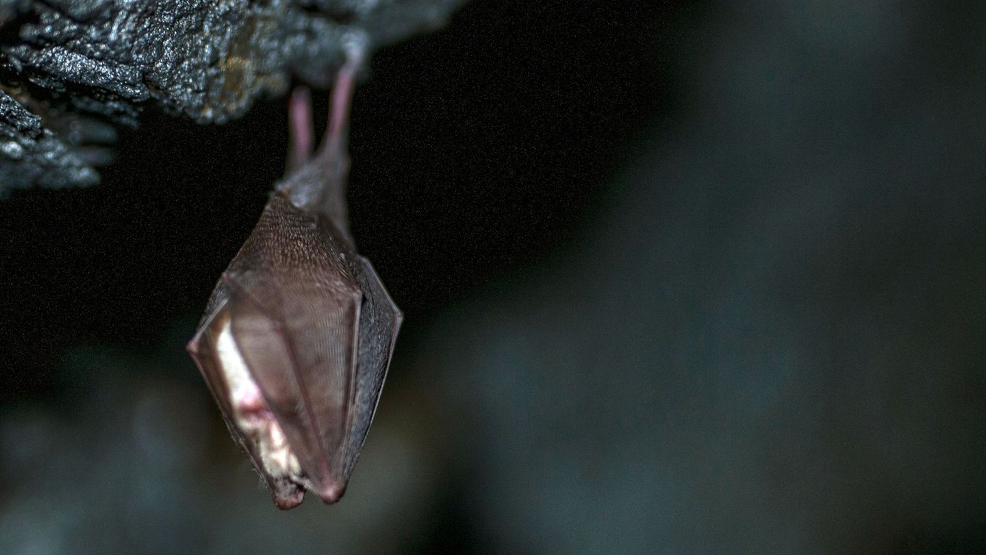 Kriminalität: Böller in Höhle? Tote Fledermäuse in schwäbischer Höhle