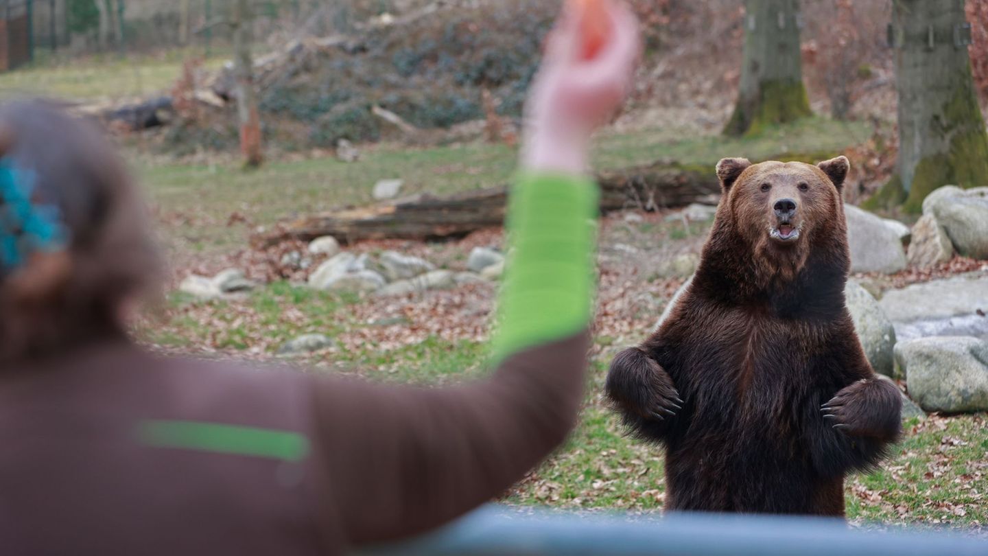 Tiere: Winterschlaf vorbei: Erster Bär in Tierpark Thale erwacht