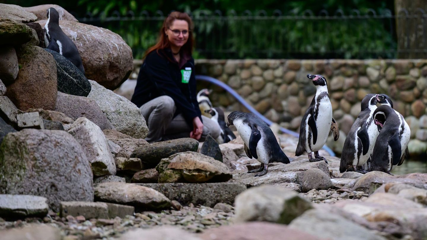 Neues Konzept: Saisonstart im Vogelpark Walsrode mit Flugshow