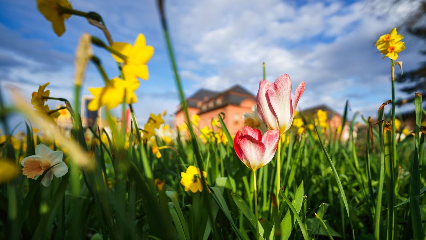 Wetter: Bis zu 16 Grad in der kommenden Woche