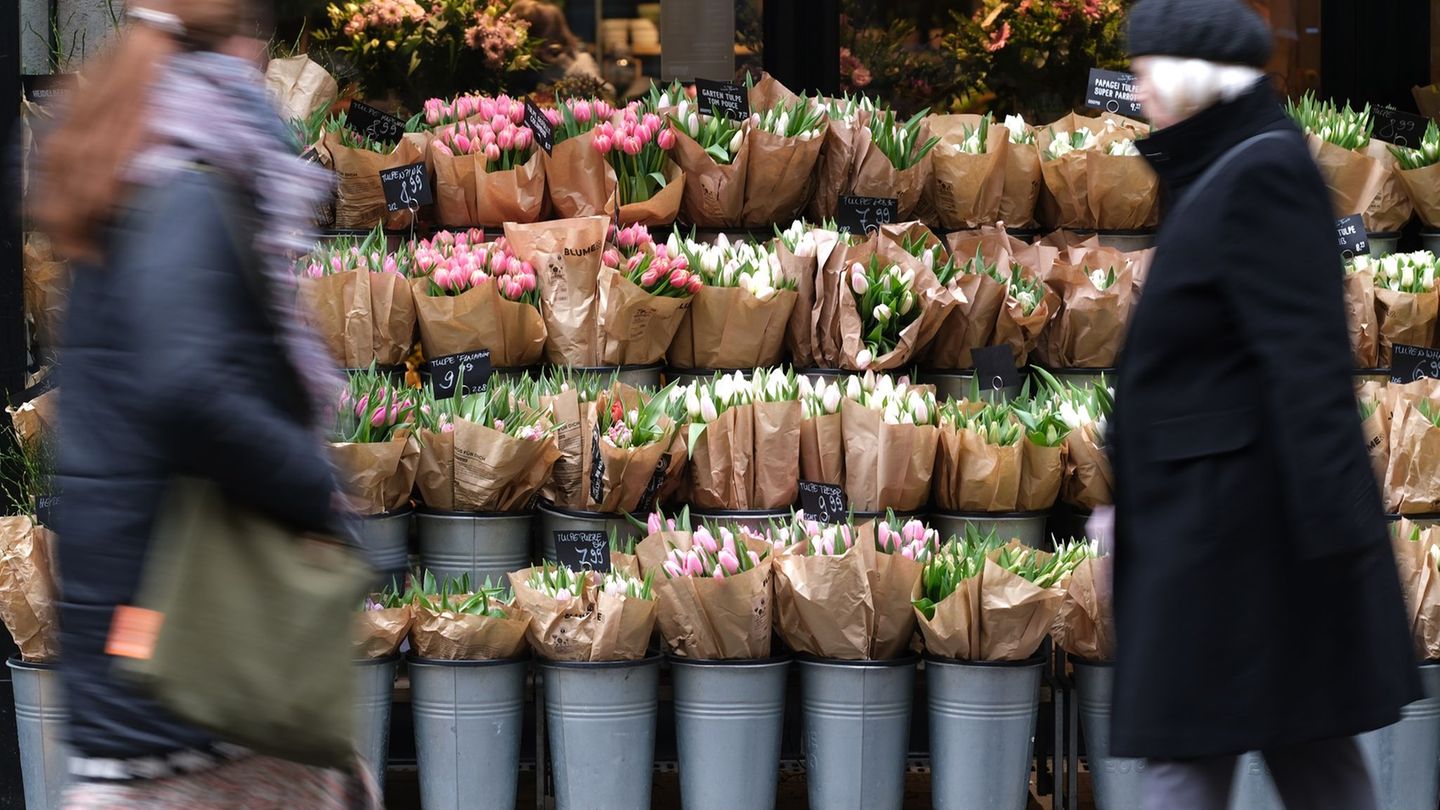 Blumen: Schlechte Tulpen-Ernte treibt die Preise