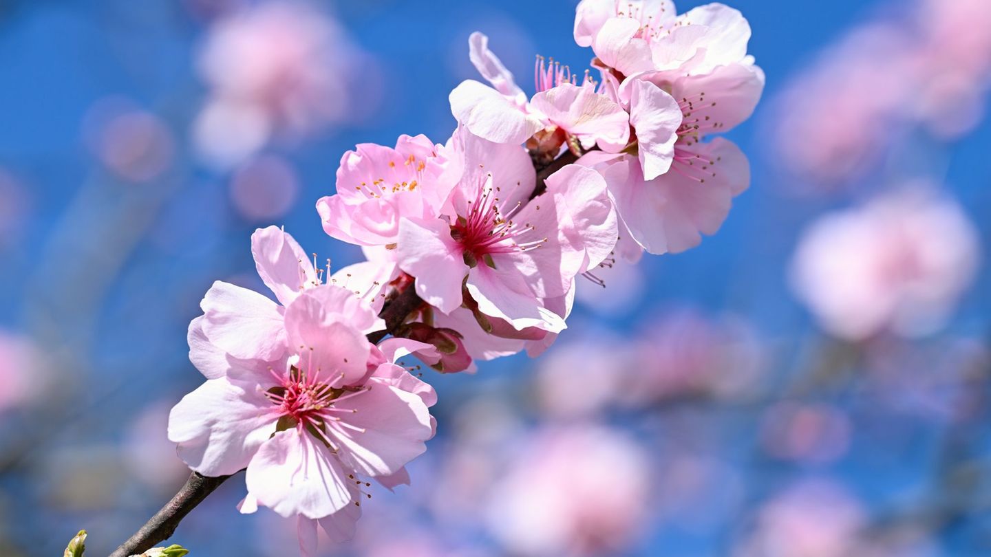 Frühling: Mandelbäume zeigen bereits rosa Blüten