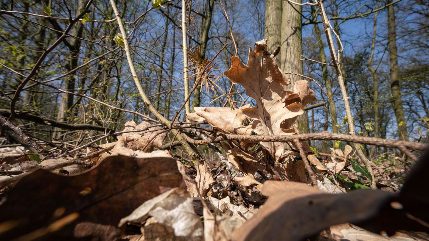 Waldbrände: Forstministerium warnt vor hoher Waldbrandgefahr in Hessen