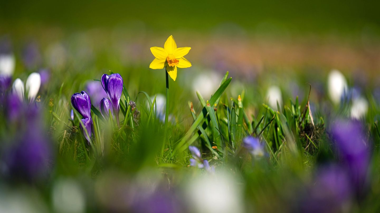 Frühlingsanfang: Erst Sonne, dann Regen bei milden Temperaturen