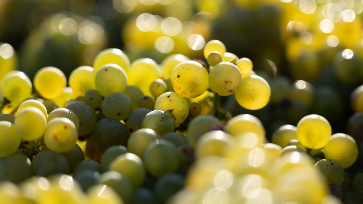 Agrar: Deutsche Winzer erzeugen deutlich weniger Wein