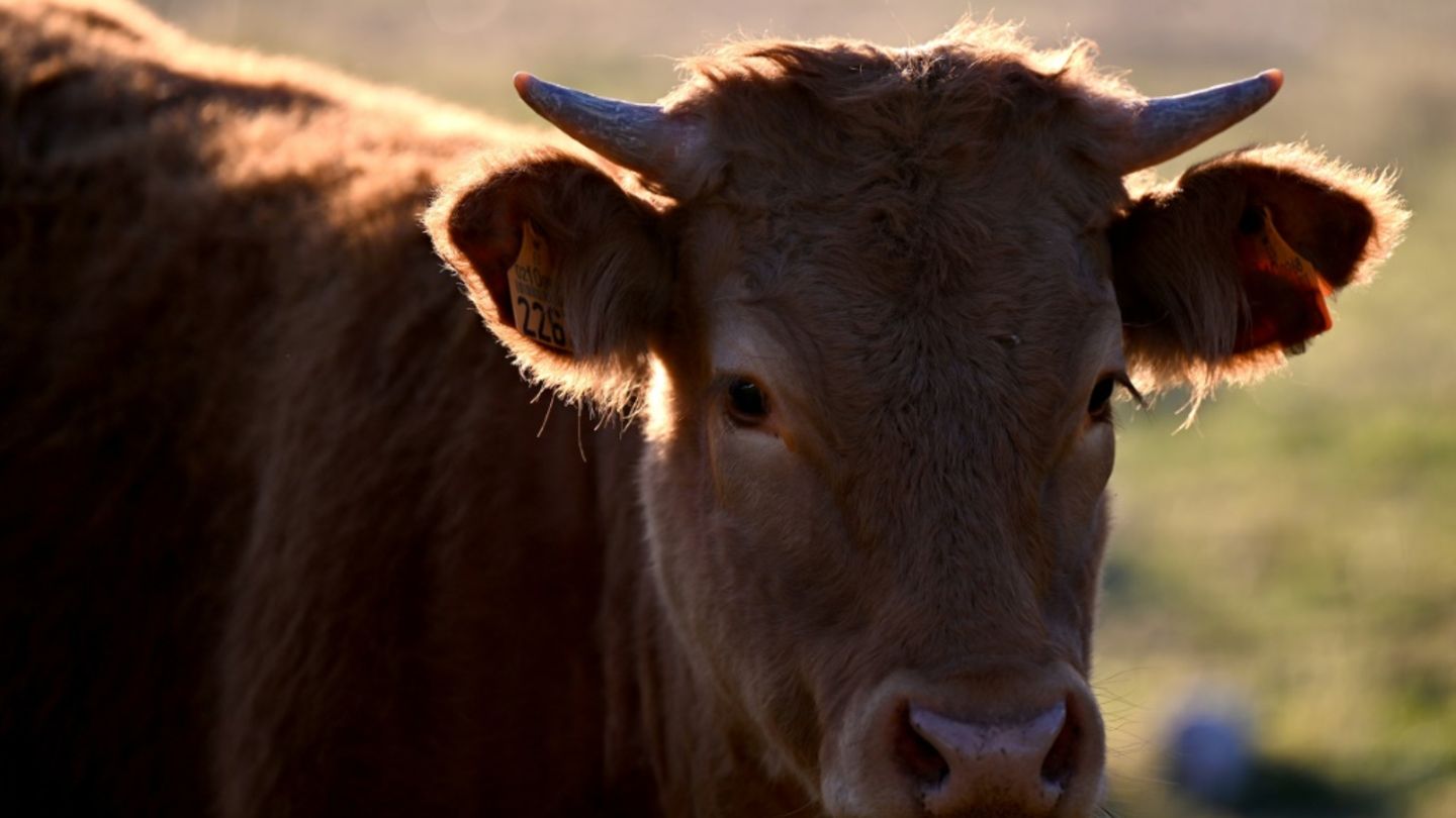 Nach Ungarn meldet auch Slowakei Fälle von Maul- und Klauenseuche