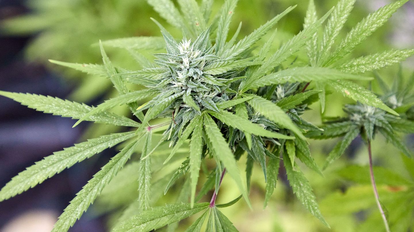 Drogen: Ein Jahr Cannabisgesetz – Eine Haftentlassung im Norden