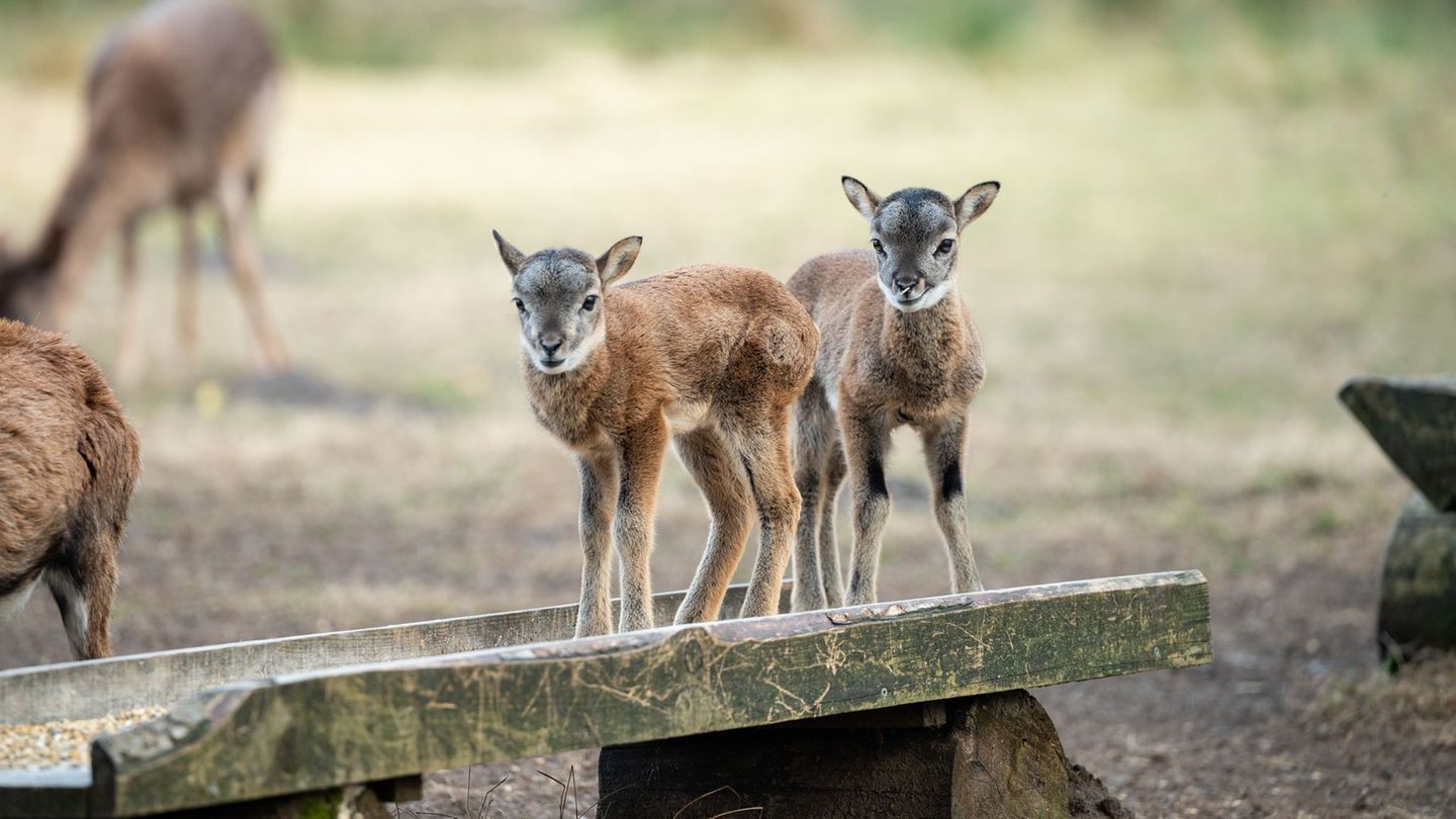 Wildgehege: Mufflon-Nachwuchs im Wildgehege Klövensteen