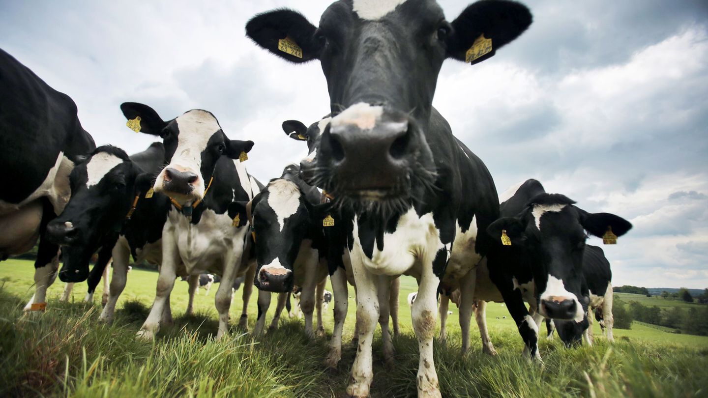 Landwirtschaft: Weniger Milchbauern im Norden – Kühe geben mehr Milch