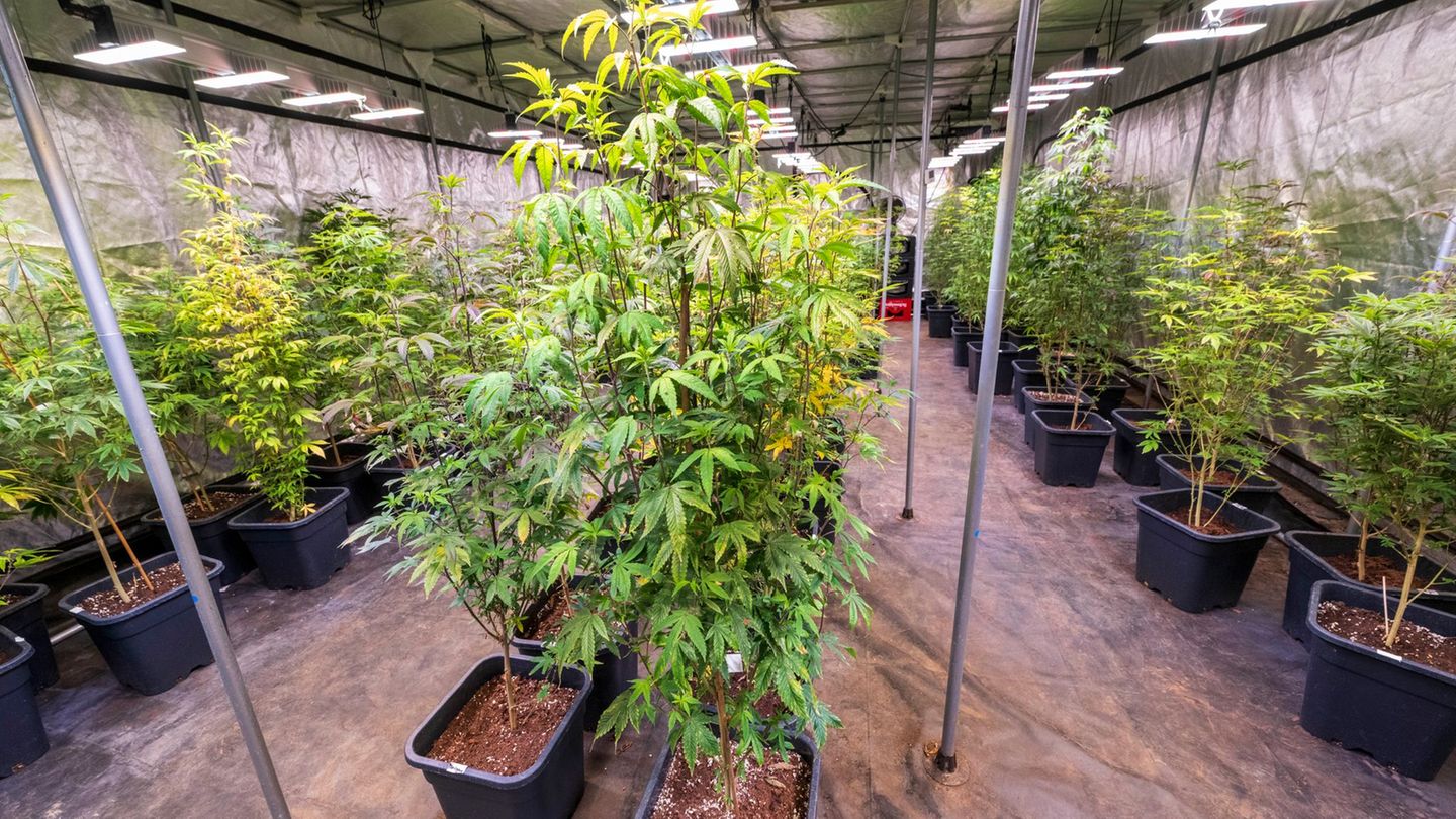 Nach Teil-Legalisierung: Kein einziger Cannabisclub in Bayern genehmigt