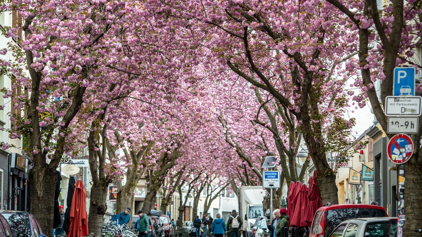 Nur noch wenige Tage: Bonn wird wieder zum Kirschblüten-Meer