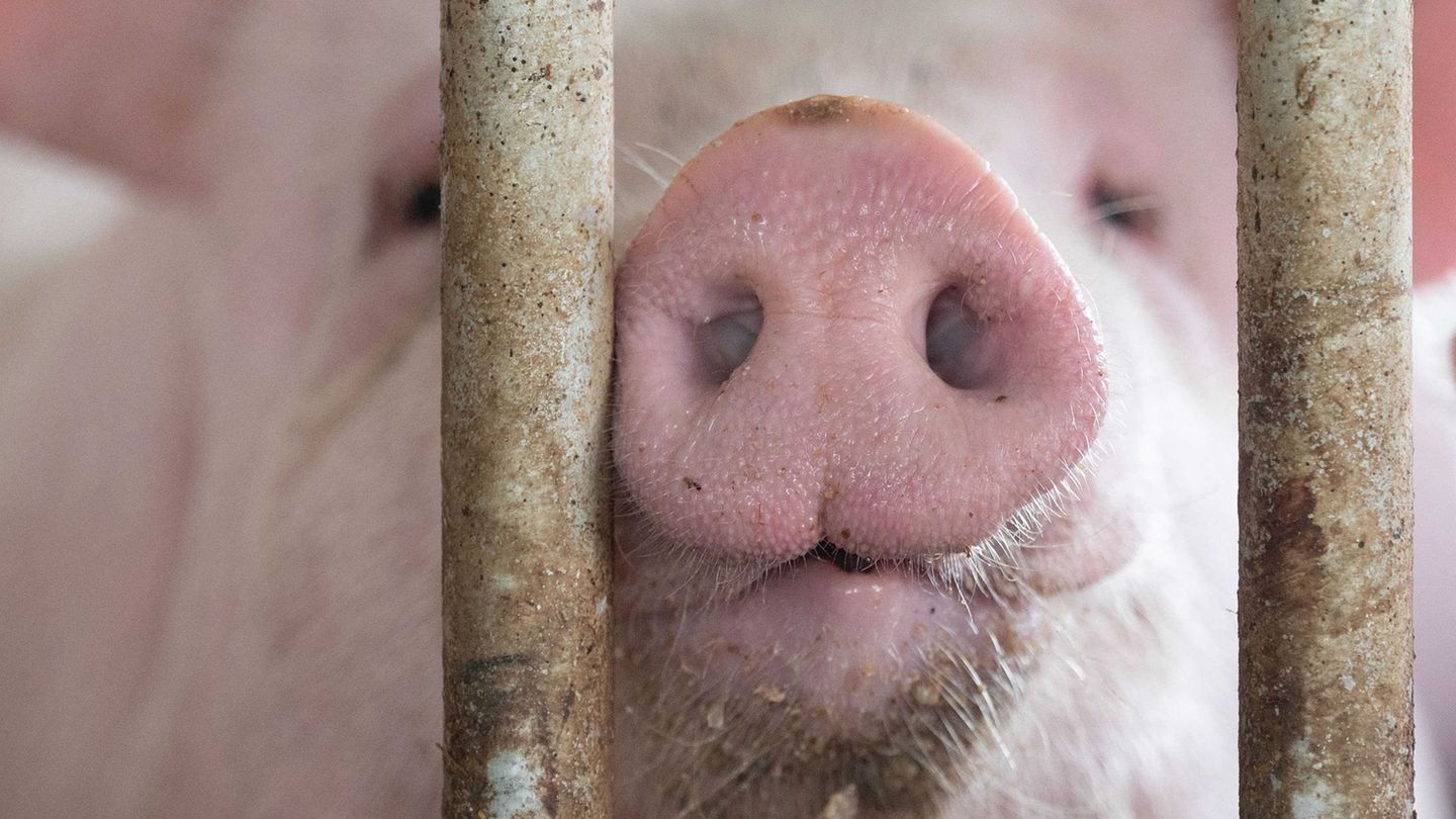 Lebensmittel: Länder bitten um Aufschub bei staatlichem Tierhaltungslogo