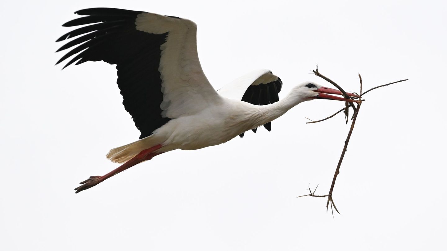 Natur: Entdeckung seltener Vogelarten mit Klangattrappen und KI
