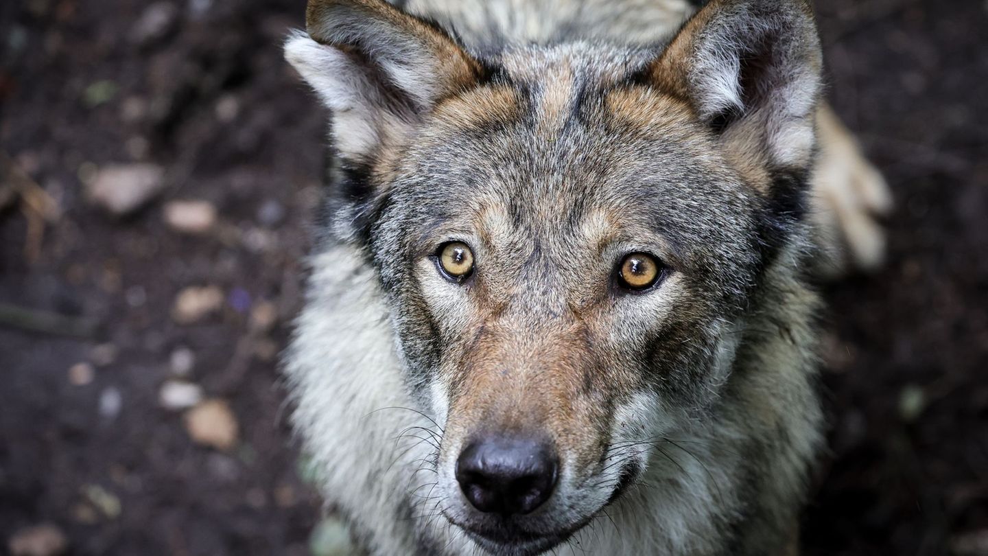 Tiere: Vier Wolfsrudel in Rheinland-Pfalz