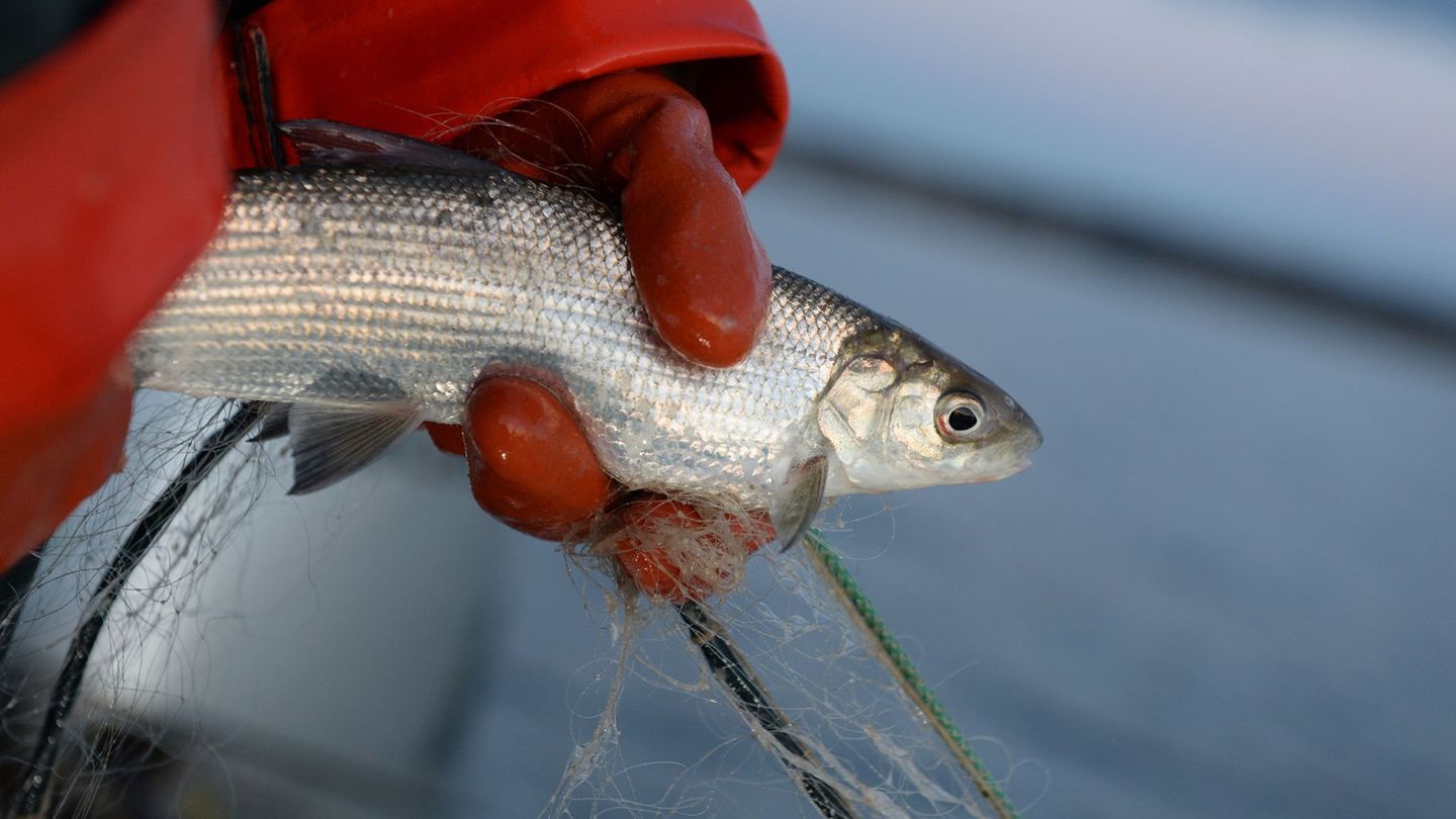 Fischerei: Fischer am Bodensee – ein Beruf im Niedergang