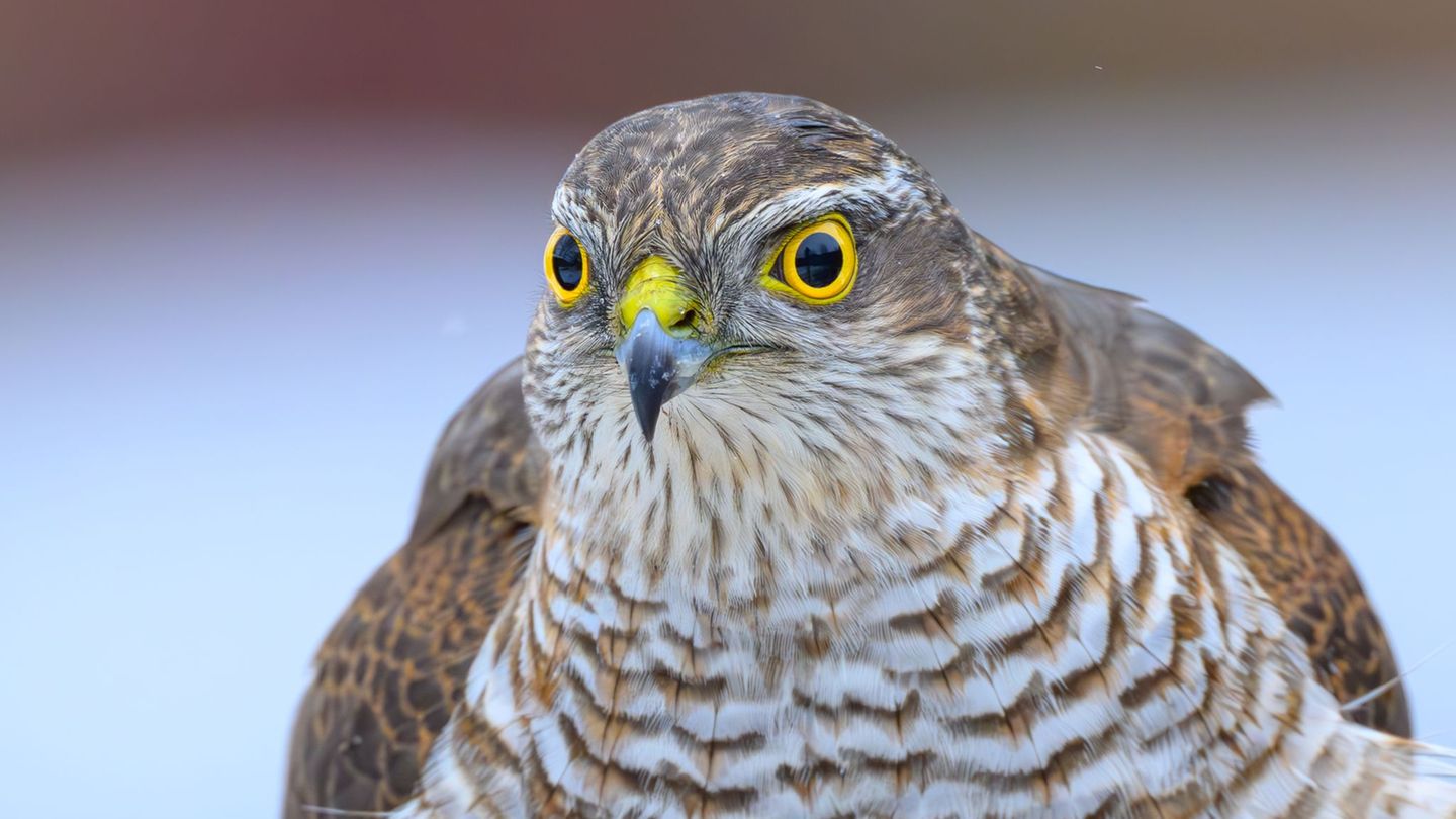 Tierischer Notfall: Greifvogel tot aufgefunden – mutmaßlich vergiftet