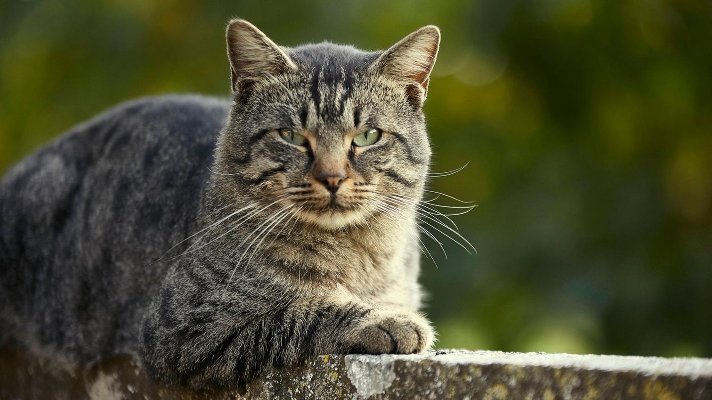 Forschung: Ihr Kater ist vermutlich ein „Linkspfoter“ – so finden Sie es heraus