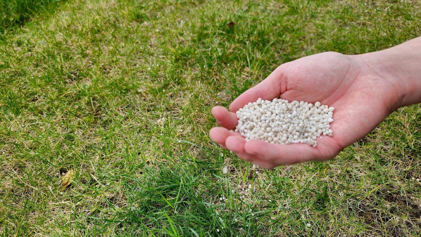 Gartentipps: Rasen düngen im Frühjahr: Sonst wird’s nix mit dem satten Grün