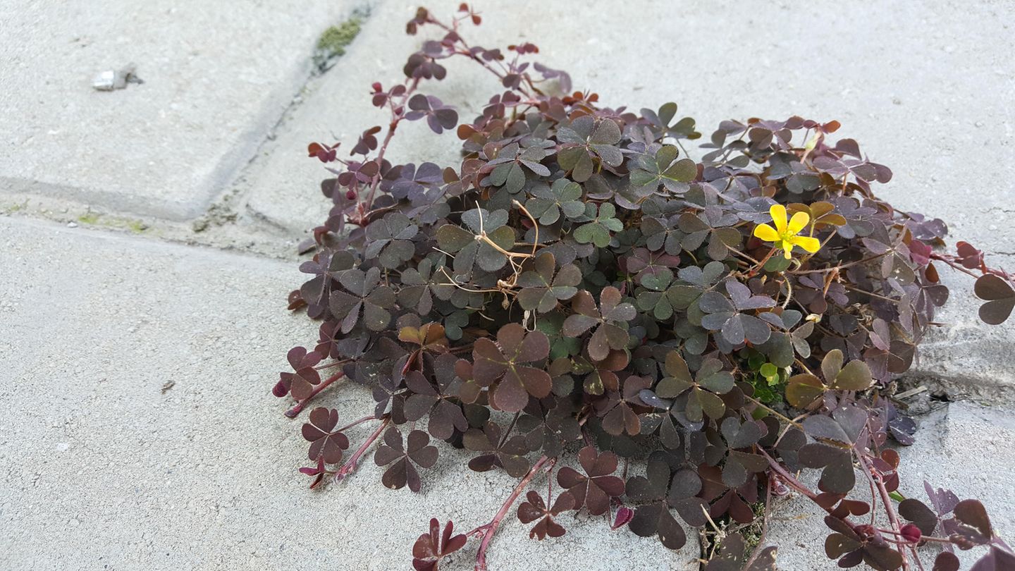 Hartnäckige Pflanze: Zwischen Pflastersteinen, im Blumenkübel oder auf dem Rasen: Was hilft gegen Sauerklee?