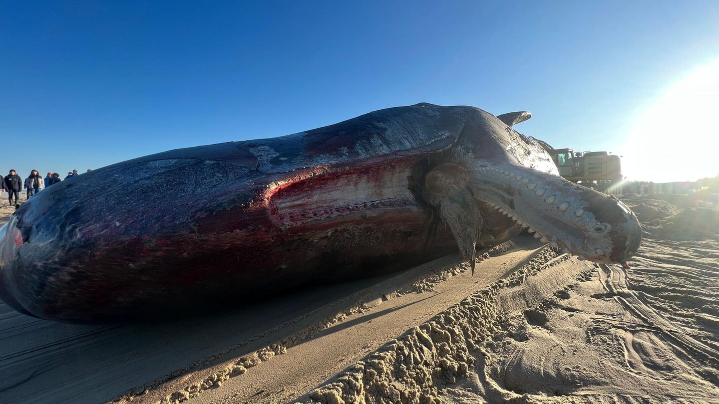 Er trieb tot im Meer: Daran starb der Pottwal in der Nordsee