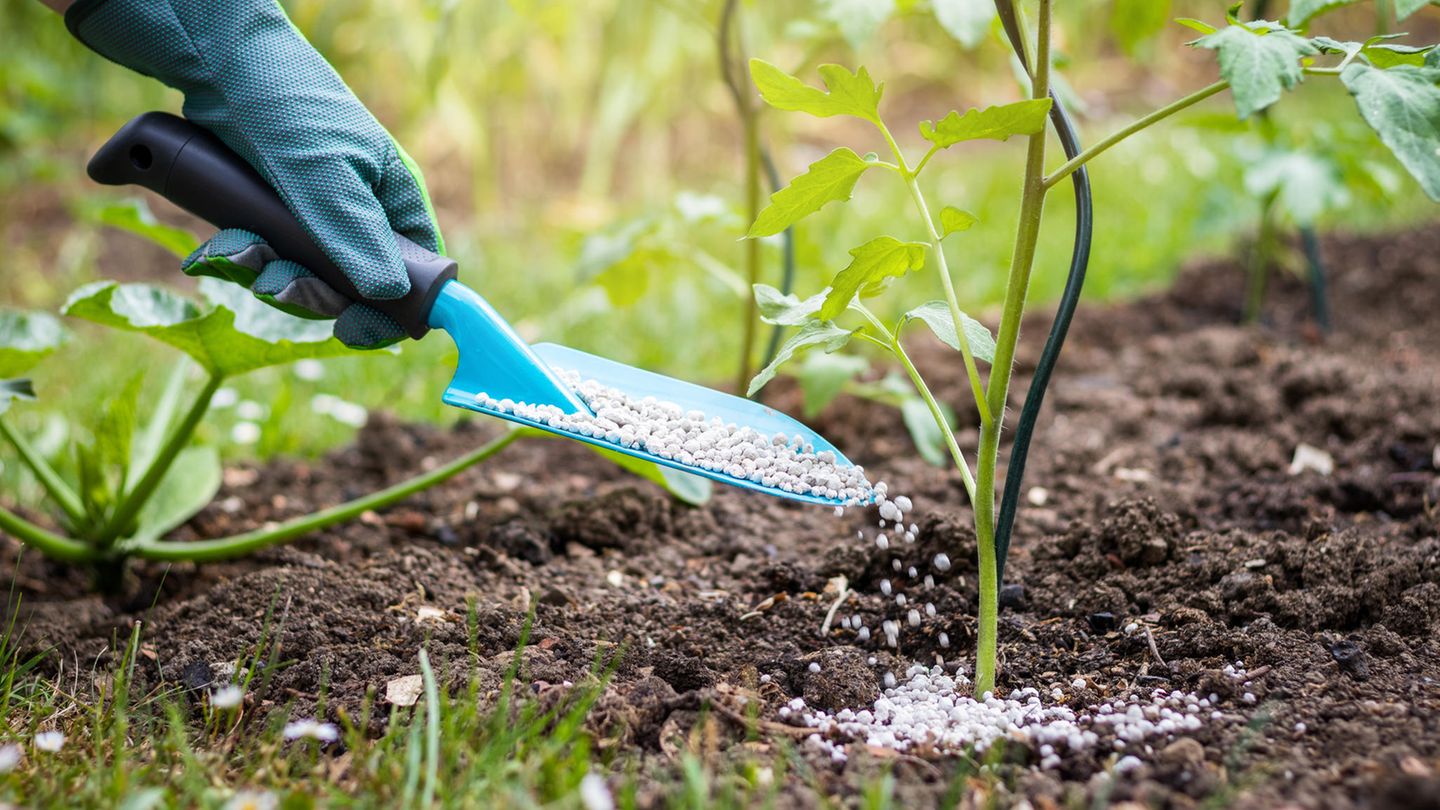 Starkzehrer: Tomaten düngen: So stärken Sie die Nachtschattengewächse im Freien