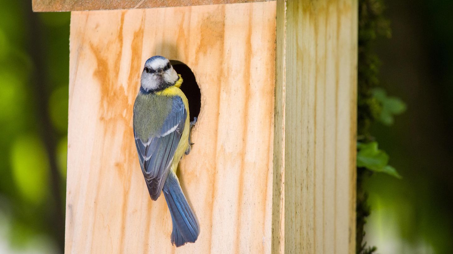 Ratgeber: Vogelhaus mit Kamera: Diese Nistkästen und Futterstätten schießen scharfe Fotos