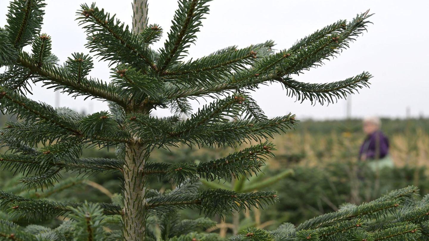 Frankreich: Warum eine Kommune im Elsass schon jetzt einen Weihnachtsbaum aufstellt