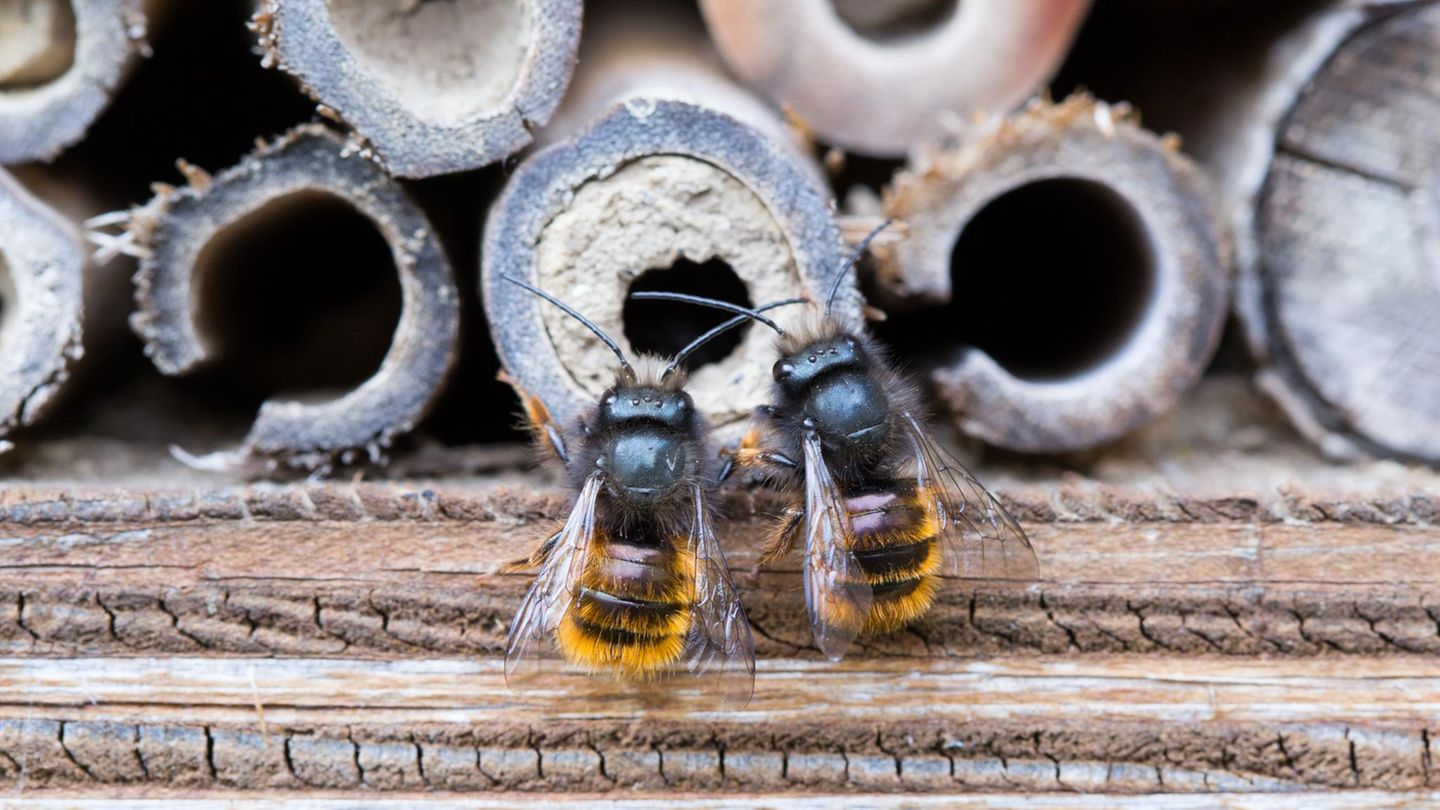 Artenschutz: Wildbienen unterstützen: So kann man den fleißigen Bestäubern im Frühling helfen