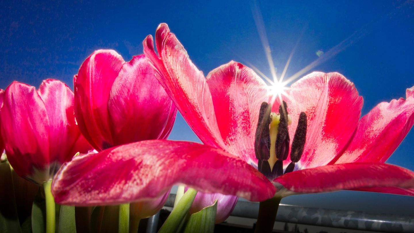 Wetter: Weiter trockenes Frühlingswetter in Hessen erwartet