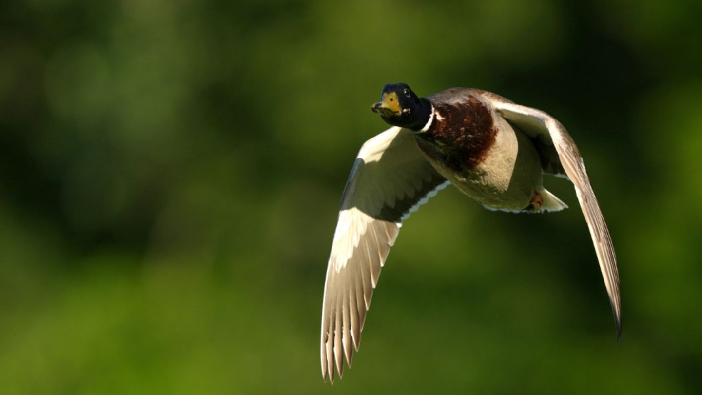 Ente in der Schweiz mit 52 Stundenkilometern geblitzt – vermutlich nicht zum ersten Mal
