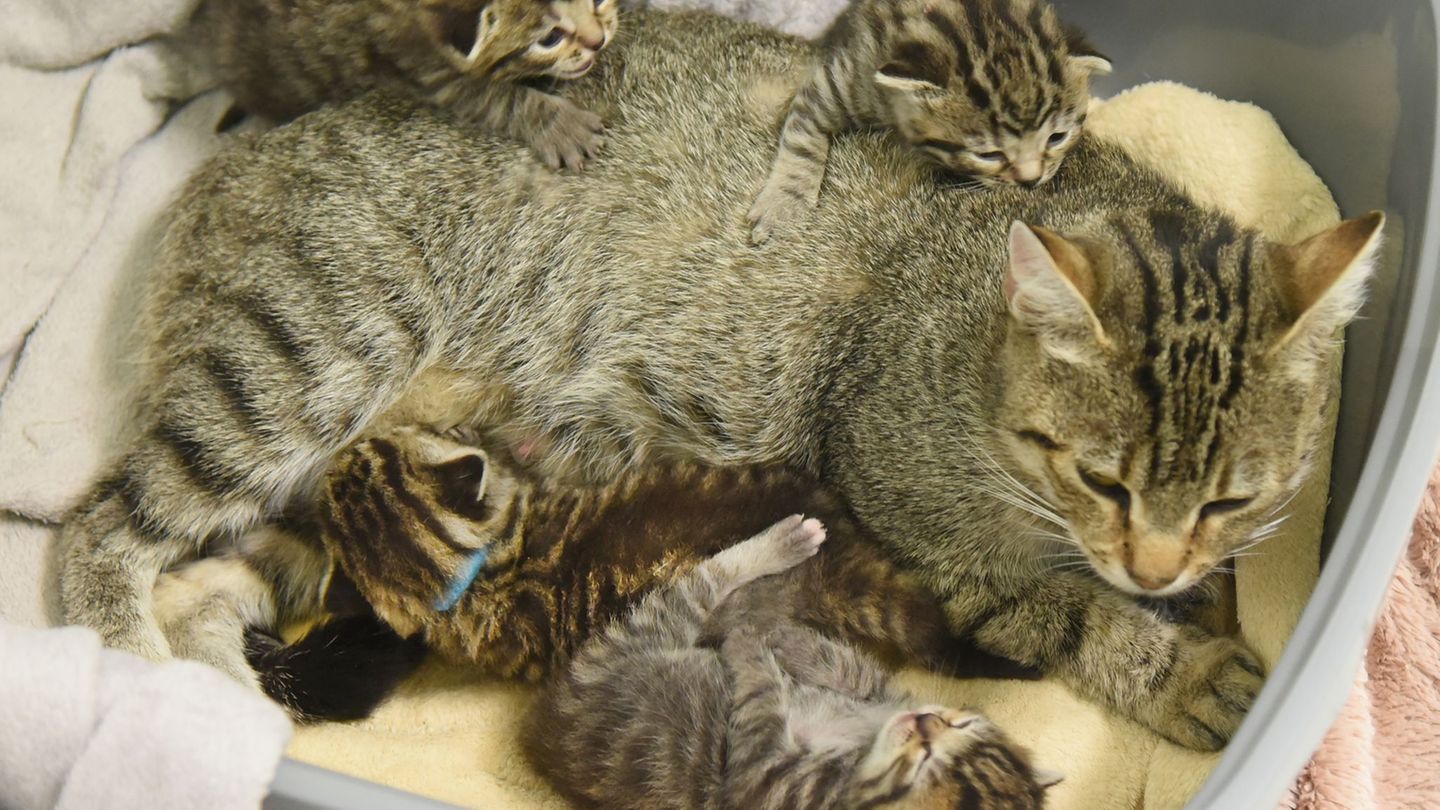 Tierwohl: Linke und Grüne fordern mehr Geld für Tierheime in Sachsen
