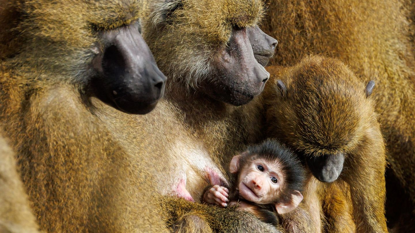 Werden einzelne Affen getötet?: Paviane aus Nürnberg ziehen nicht in indischen Zoo