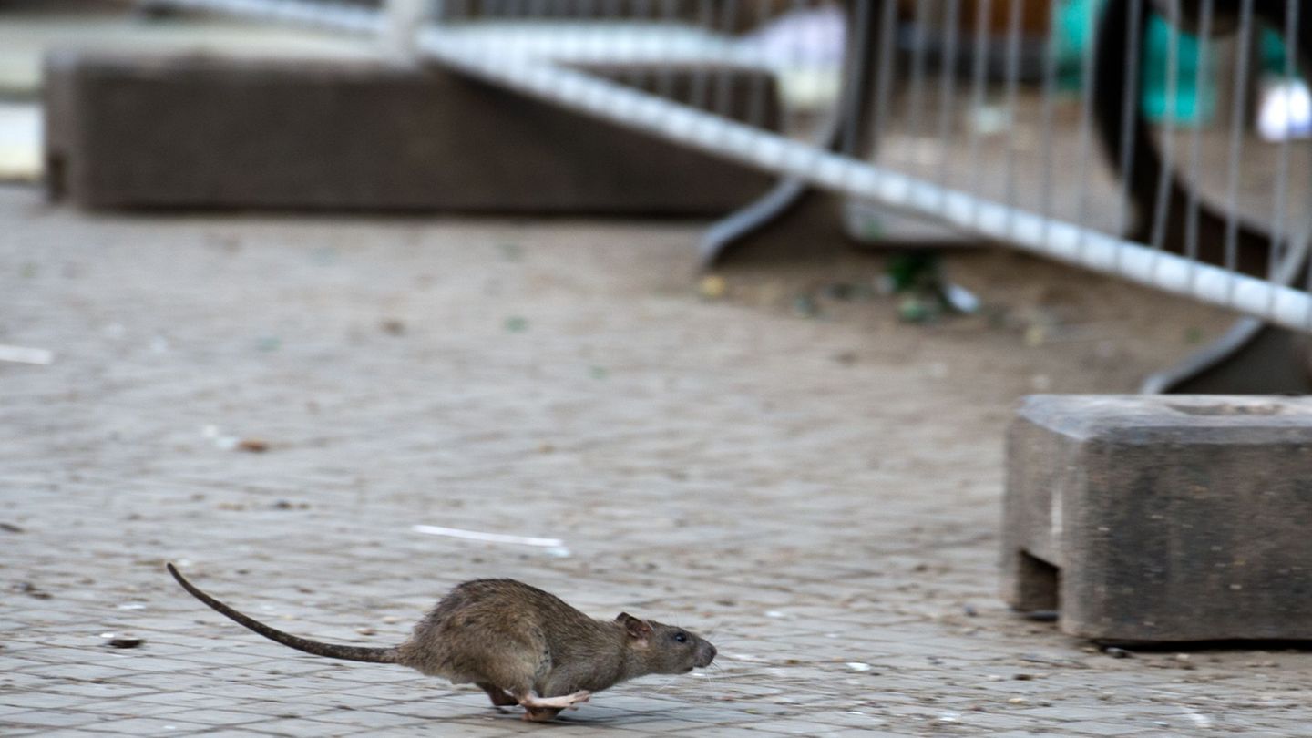 Schädlinge: Warnung vor Rattenplage auf Neuköllner Hermannplatz
