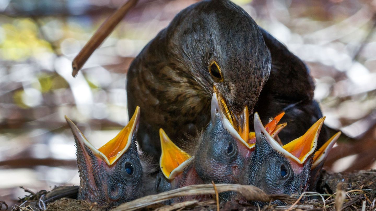 Gartenpflege: Hecken nicht schneiden! – Gefahr für Vogelküken