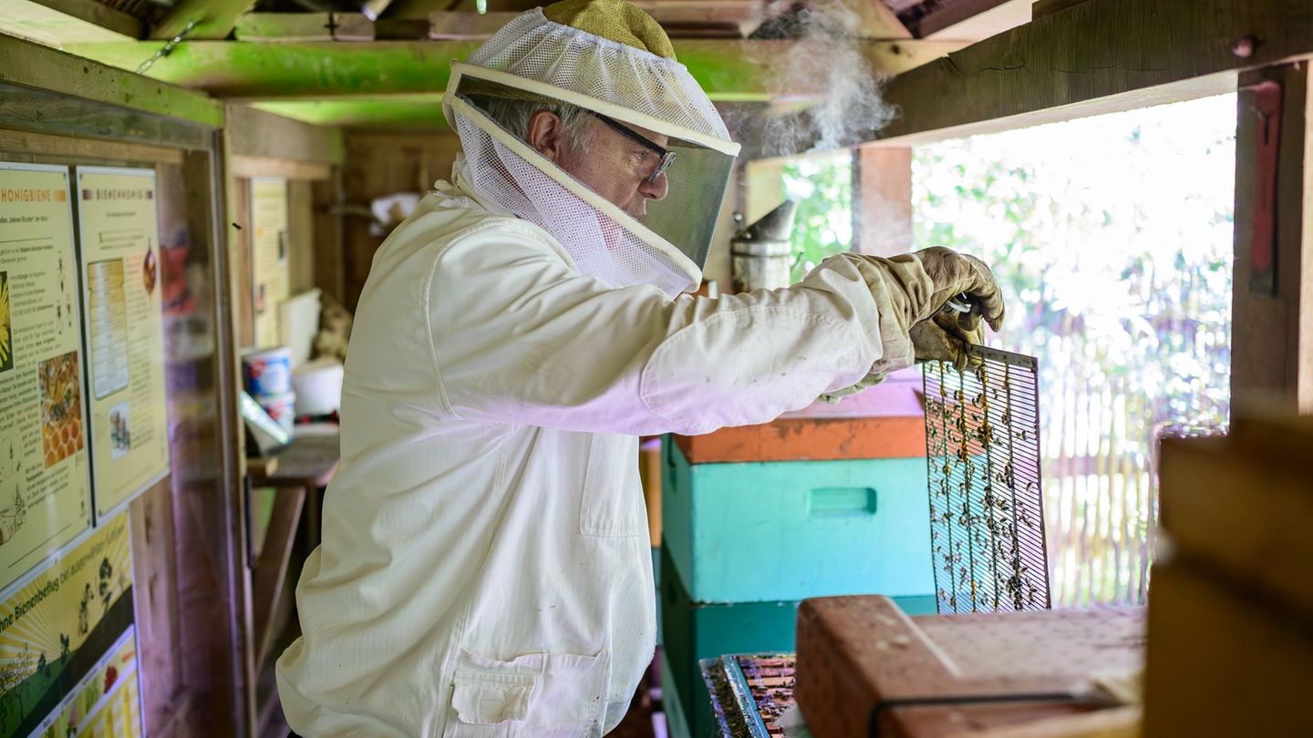 Insektenvielfalt: Trend zum Imker – Kiekeberg vermittelt Wissen