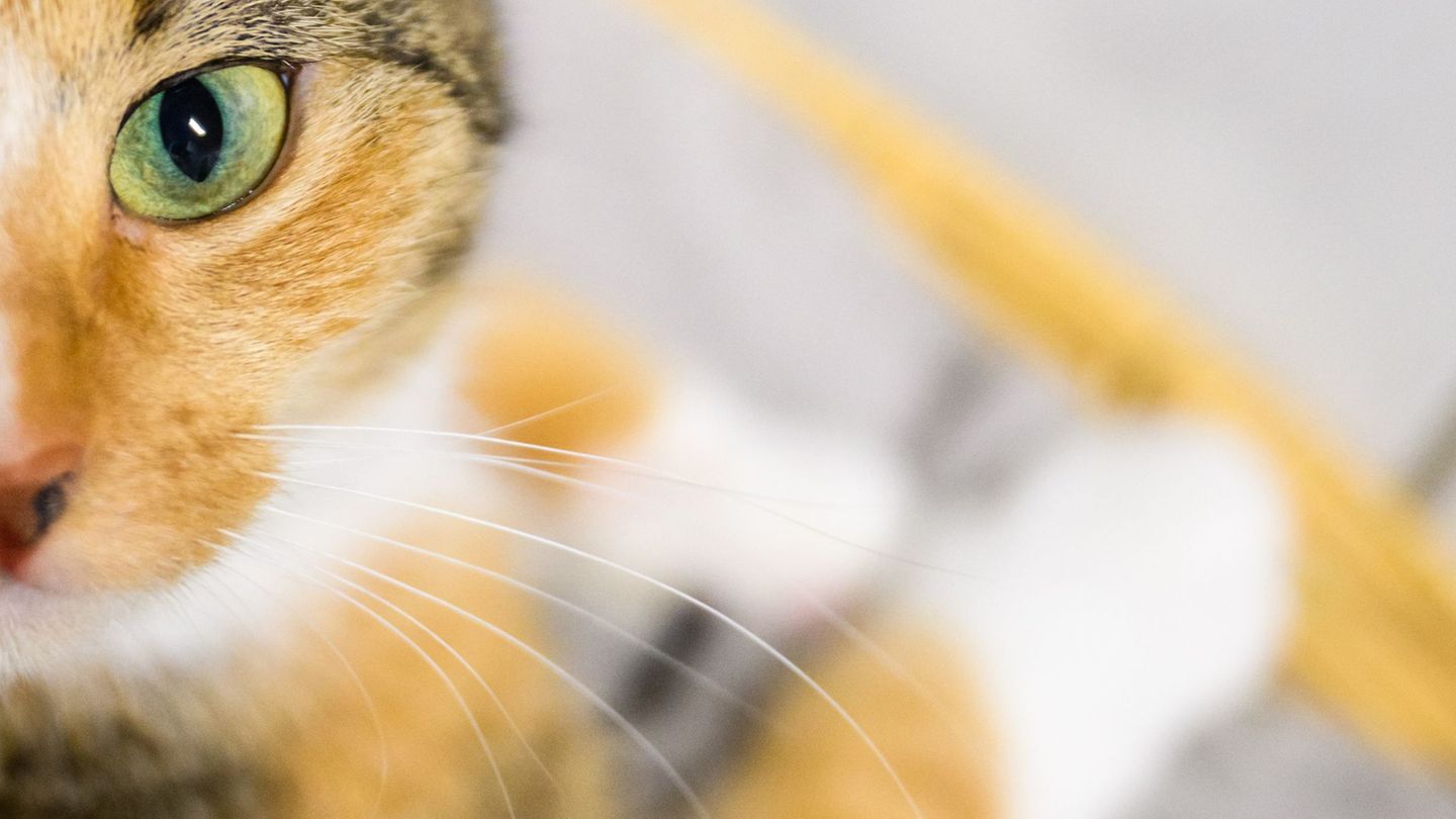 Mitmach-Forschung: Cat Content gesucht: Forscher werten Katzenvideos aus