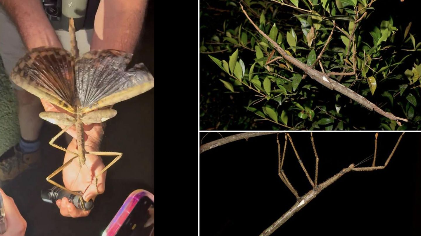 Neue Tierart: Ja, das ist echt: Forscher entdecken schwerstes Insekt Australiens