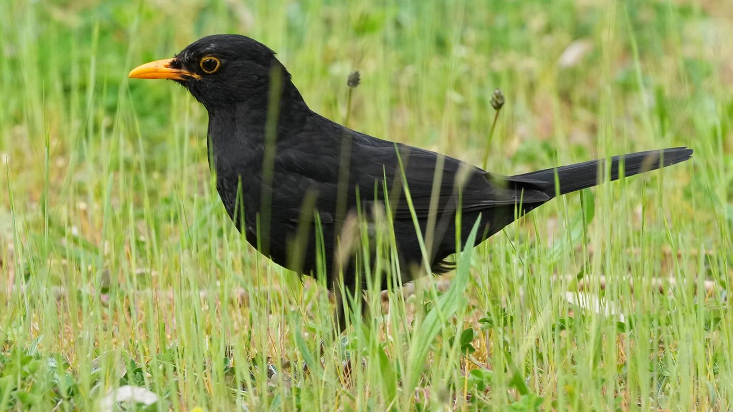 Kür im Internet: Bevölkerung kann „Vogel des Jahres“ wählen