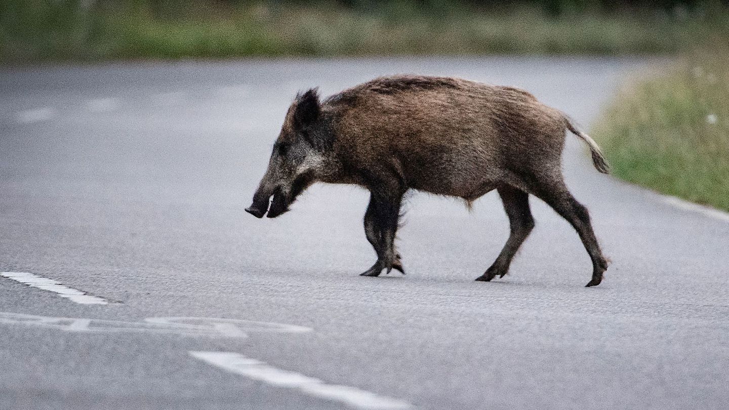Unfall: Auto stößt mit Wildschweinrotte zusammen – elf tote Tiere