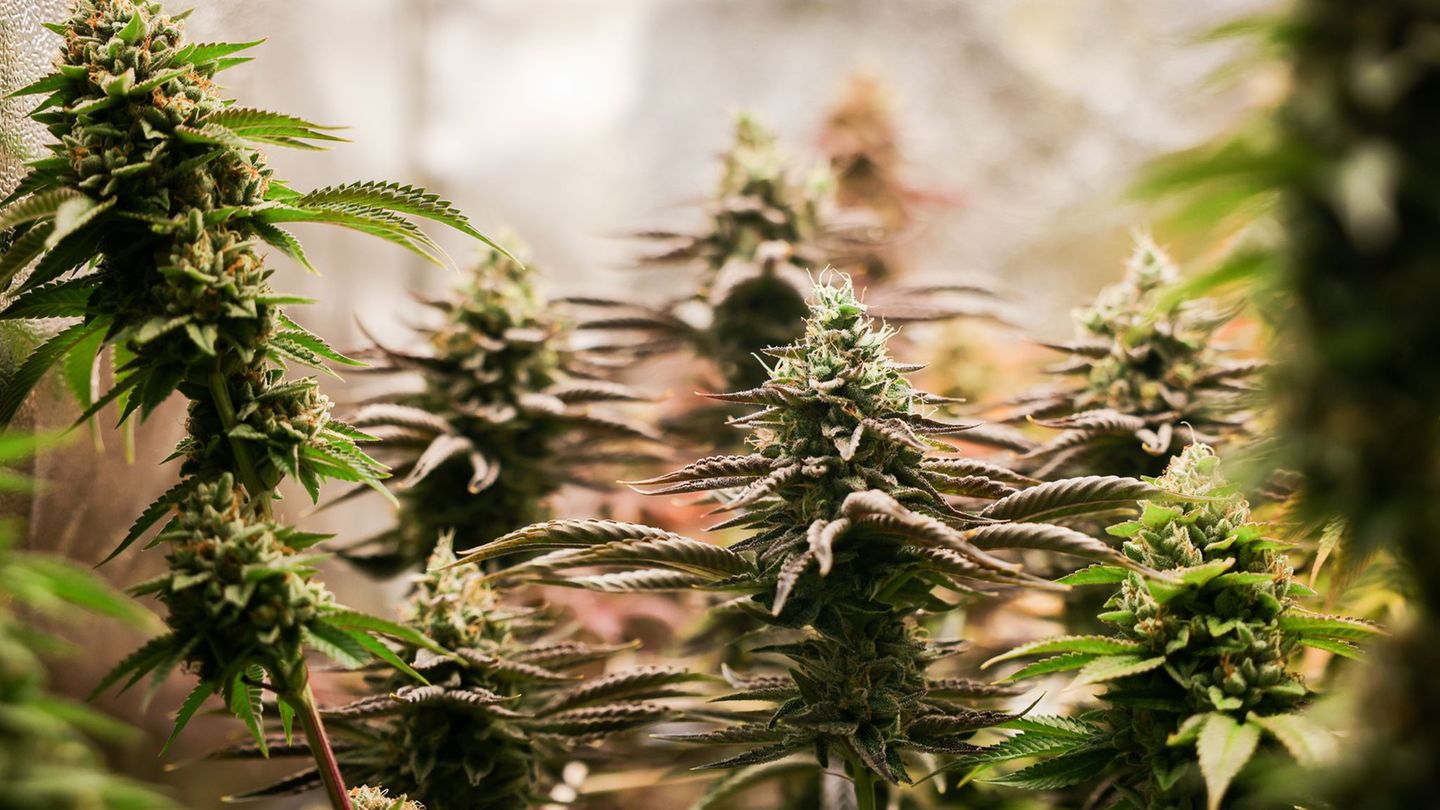 Schwaben: Polizei entdeckt illegale Cannabis-Plantage bei Brand