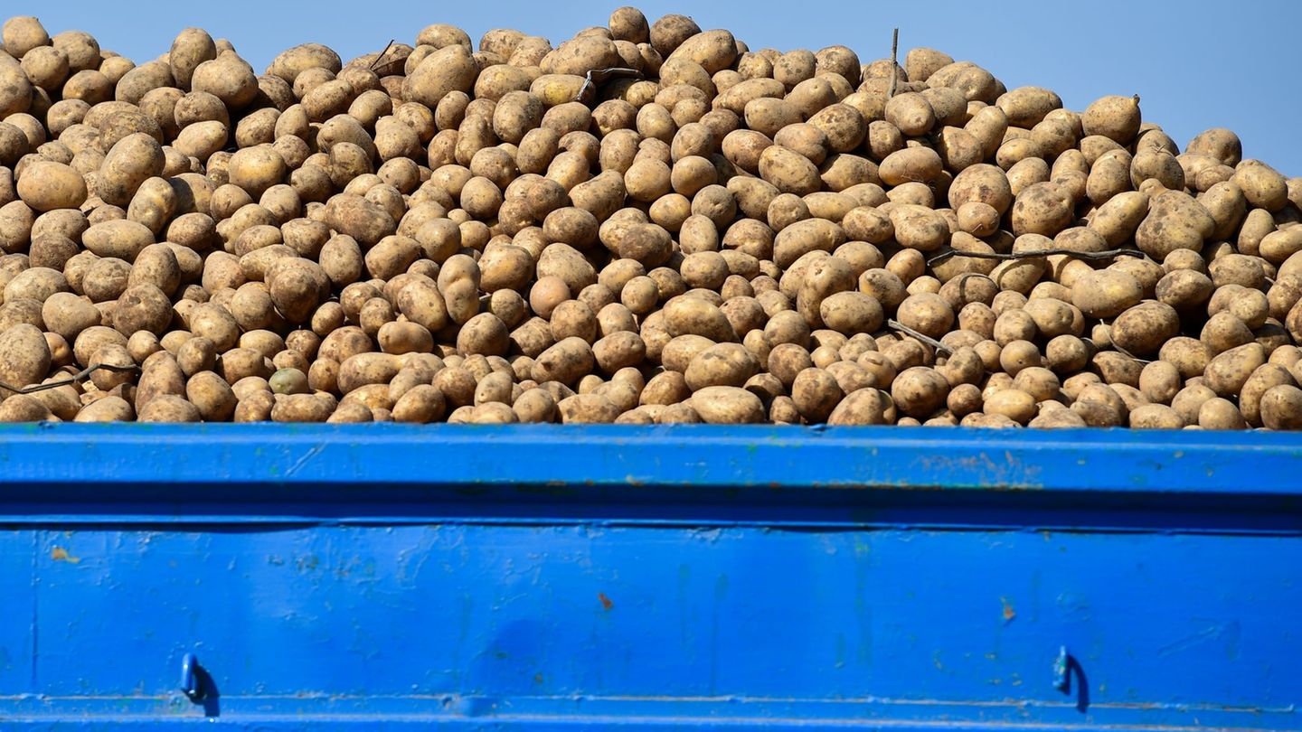 Ladung verloren: Tonnenweise Kartoffeln auf Straße verteilt
